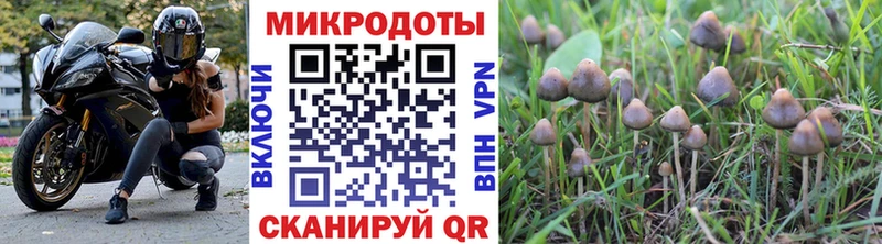 купить наркоту  Заводоуковск  Галлюциногенные грибы мицелий 
